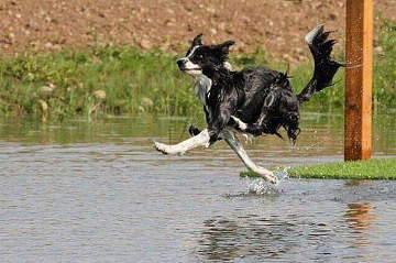 dog-water
